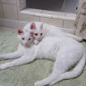 Meet your Posher, Lesley